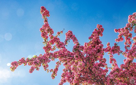 Alaska-018 The summer season is so short in Alaska that the crabapple trees were just reaching peak bloom 🌸