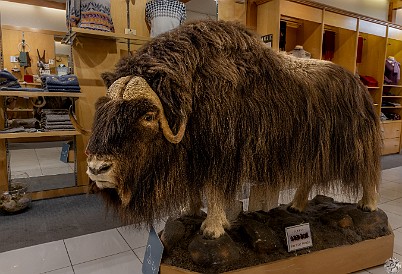 Banff-015 Muskox at the Qiviuk boutique which specializes in clothing woven from the animal's undercoat which is softer and finer than cashmere