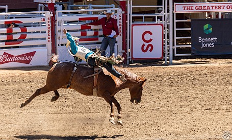Stampede-048 Bareback riding was the first of an entire afternoon of competitions at the Calgary Stampede rodeo! 🐎🐎