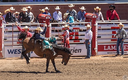 Stampede-050 Bareback riding was the first of an entire afternoon of competitions at the Calgary Stampede rodeo! 🐎🐎