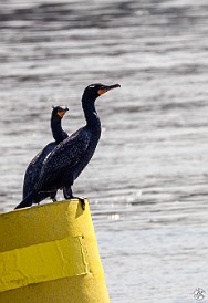 CT River Eagle Cruise 2023-014 More cormorants on the North Cove channel marker