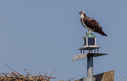 CT River Eagle Cruise 2023-020 Osprey nesting on one of the Brockway Island markers