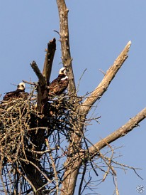 CT River Eagle Cruise 2023-023 Osprey nesting on a dead tree on Brockway Island