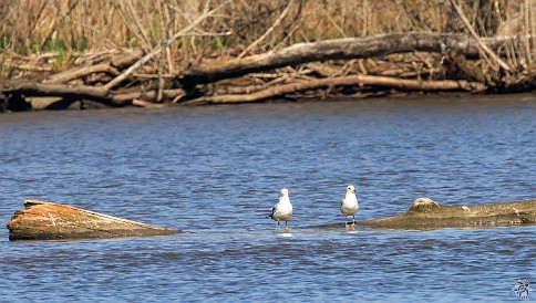 CT River Eagle Cruise 2023-040 All of the recent rains and the spring thaw meant that the CT River was loaded with debris, large branches, and logs. These gulls were in the shallows at the...