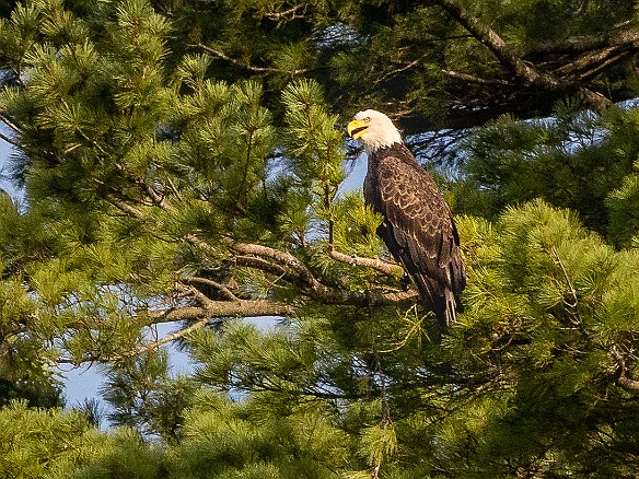 MusicOnTheRiver-20220821-JohnSpignesi-014 Bald eagle at one of the usual spots near Selden Creek 🦅