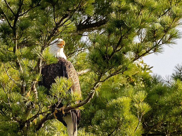 MusicOnTheRiver-20220821-JohnSpignesi-016 Bald eagle at one of the usual spots near Selden Creek 🦅