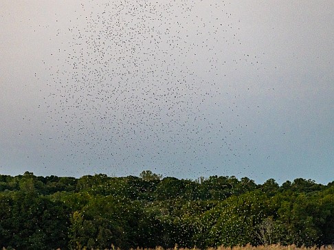 CT River Swallow Cruise-042 The swallows descend into the marsh grass for the night