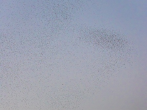 CT River Swallow Cruise-044-Enhanced-NR The final murmurations create fluid and ever-changing patterns in the sky as the swallows play follow-the-leader and descend for the night