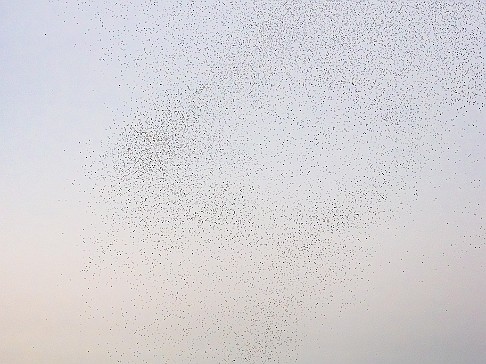 CT River Swallow Cruise-047-Enhanced-NR The final murmurations create fluid and ever-changing patterns in the sky as the swallows play follow-the-leader and descend for the night