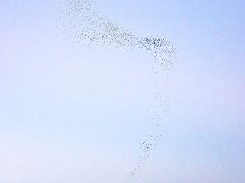 CT River Swallow Cruise-058-Enhanced-NR The final murmurations create fluid and ever-changing patterns in the sky as the swallows play follow-the-leader and descend for the night