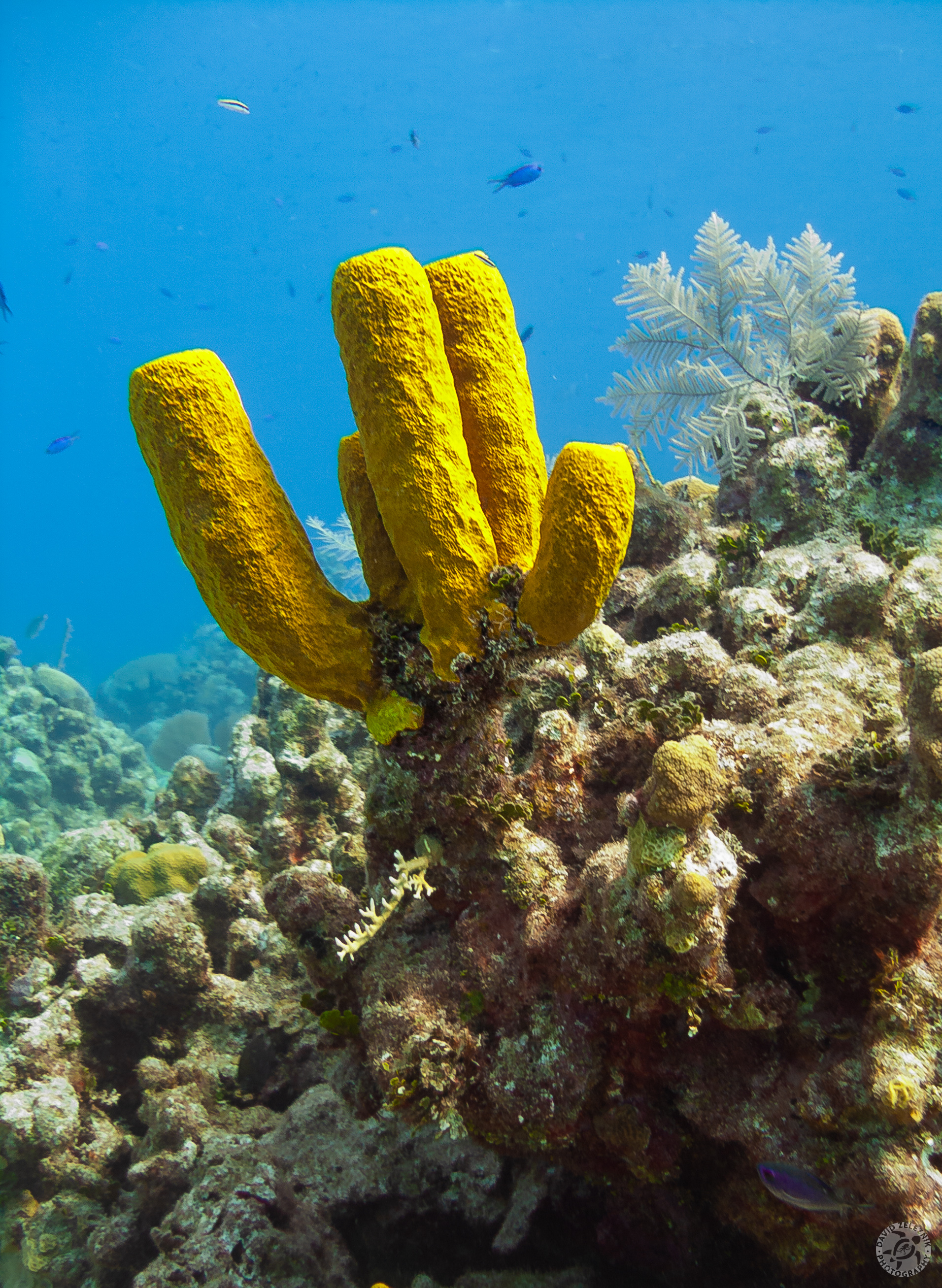 Chain Reef tube sponges