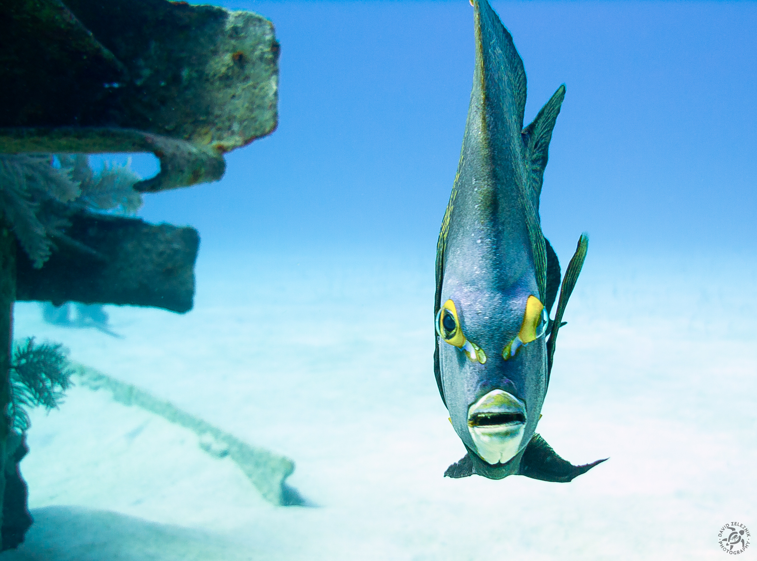 This French Angelfish cruised out from the wreck of the Oro Verde to stare me down