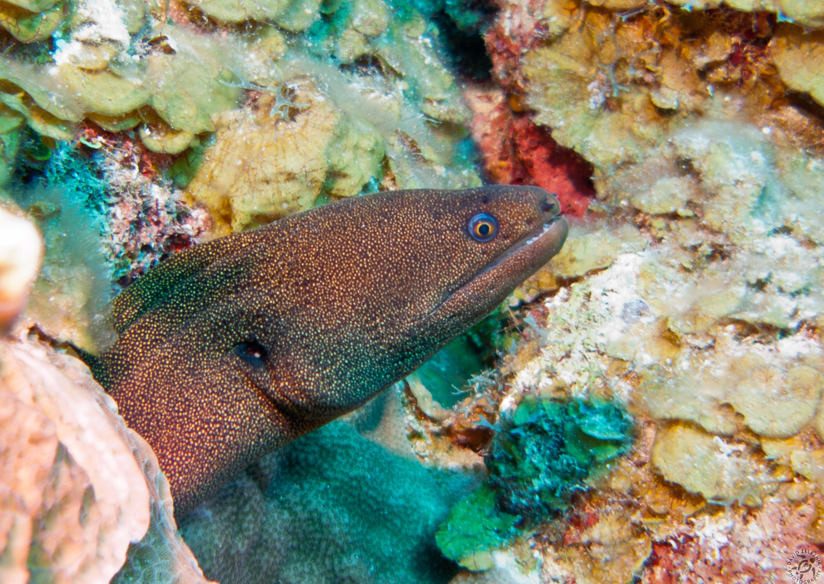 A Goldentail Moray, note the yellow spots and the yellow ring surrounding the iris
