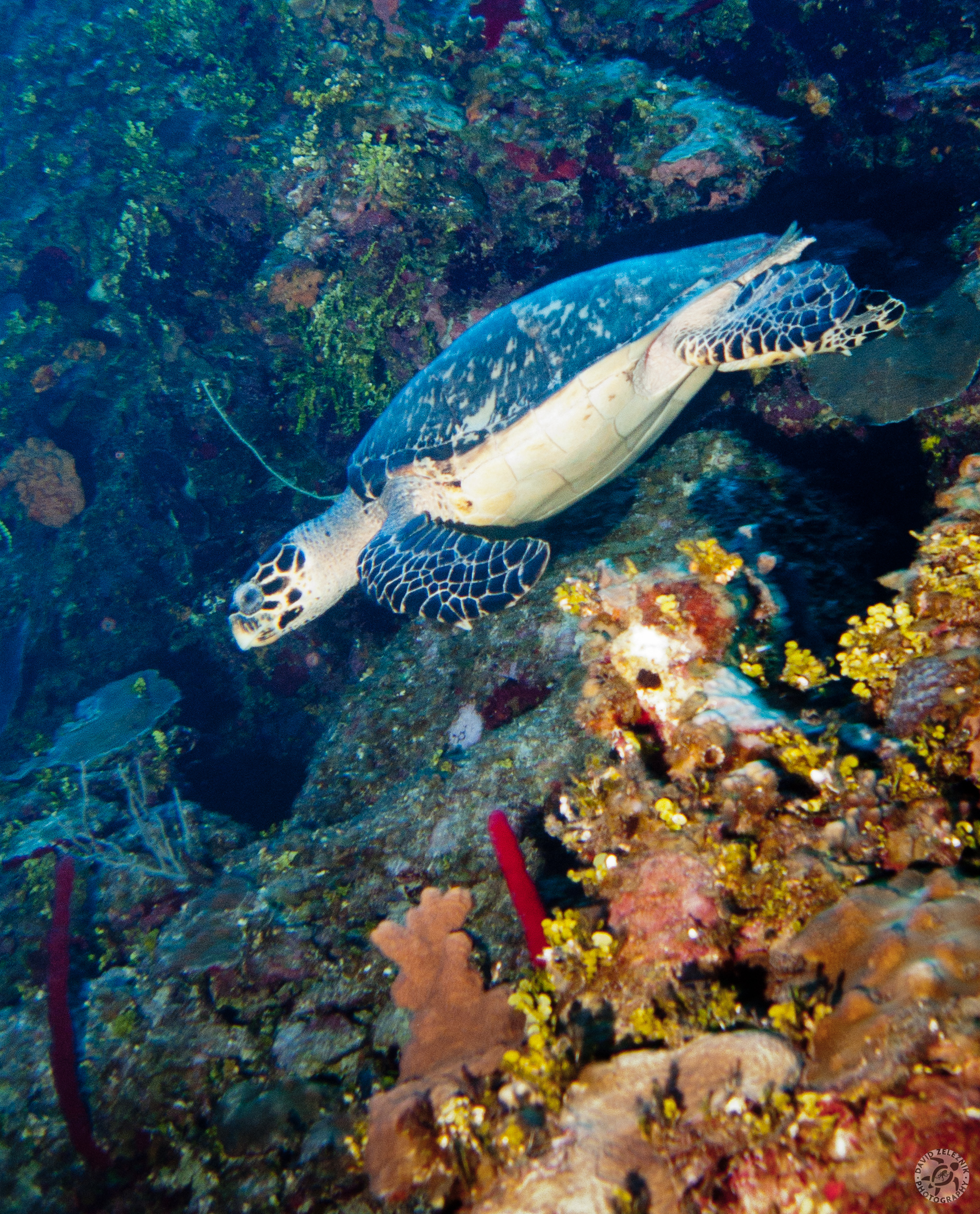 Turtle cruising the reef