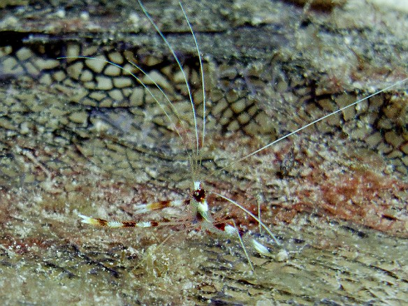 First divesite was Chain Reef, a Banded Coral Shrimp on a sea fan Jan 28, 2011 9:33 AM : Diving, Grand Cayman