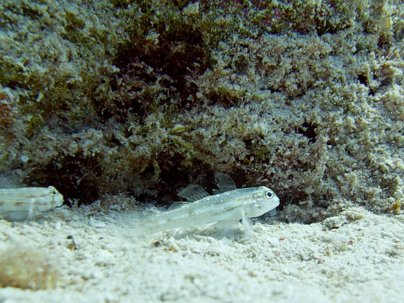 Dash Gobys scooting along the bottom on their pectoral fins Jan 28, 2011 9:47 AM : Diving, Grand Cayman