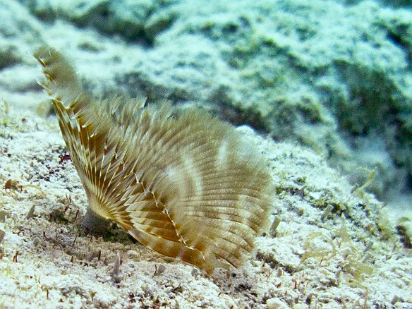 A feather duster worm Jan 30, 2011 9:55 AM : Diving, Grand Cayman