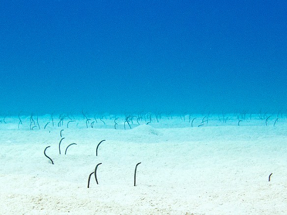The seabed away from the wreck is a carpet of garden eels extending from their burrows to feed Jan 30, 2011 10:36 AM : Diving, Grand Cayman