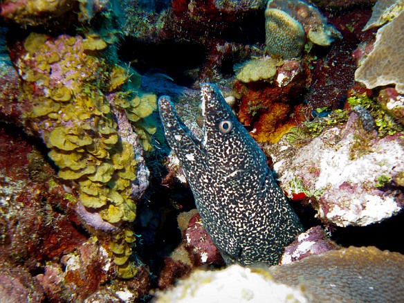 Spotted Moray at North West Point Feb 1, 2011 7:56 AM : Diving, Grand Cayman