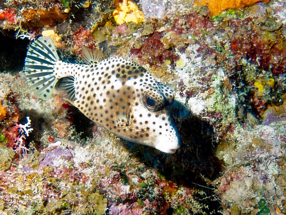Spotted Trunkfish Feb 1, 2011 9:27 AM : Diving, Grand Cayman