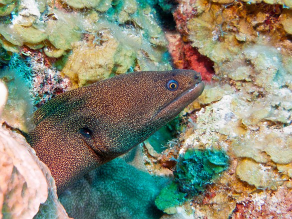 A Goldentail Moray, note the yellow spots and the yellow ring surrounding the iris Feb 1, 2011 9:29 AM : Diving, Grand Cayman