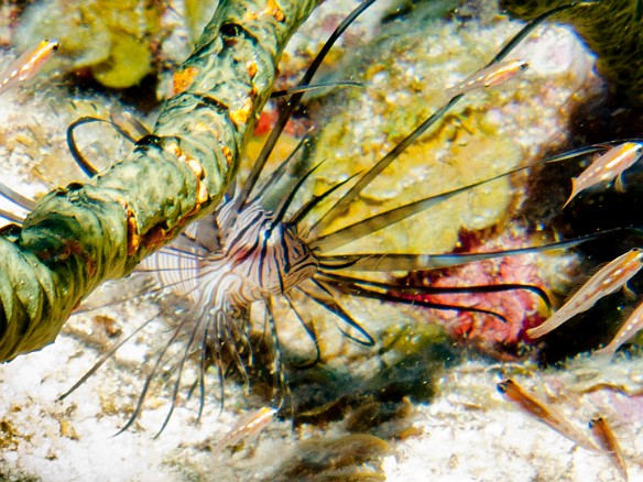 Lionfish are a prolific invasive species that are killed on sight by Caymanian divemasters. This photo was moments before Chris speared the fish, cut off its venomous spines with a pair of shears and then left it to be immediately gobbled up by ravenous groupers that were hovering nearby. Feb 1, 2011 9:31 AM : Diving, Grand Cayman