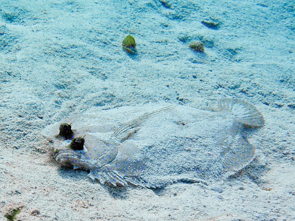 A Peacock Flounder camouflaging itself on the bottom at Hepp's Pipeline Feb 1, 2011 9:41 AM : Diving, Grand Cayman