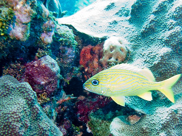 French Grunt Feb 1, 2011 9:53 AM : Diving, Grand Cayman