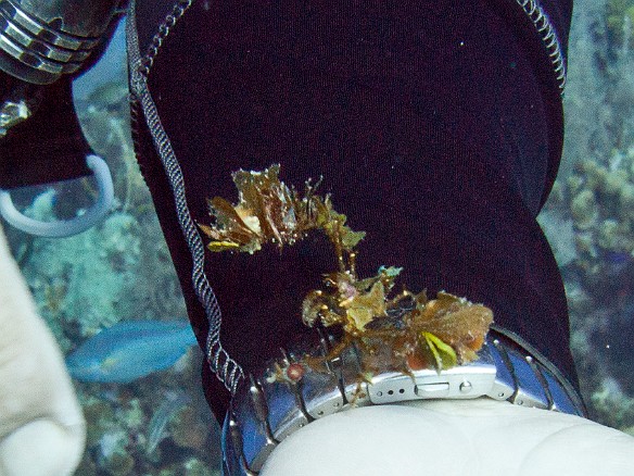 Chris holds a tiny Decorator Crab Feb 1, 2011 9:56 AM : Diving, Grand Cayman