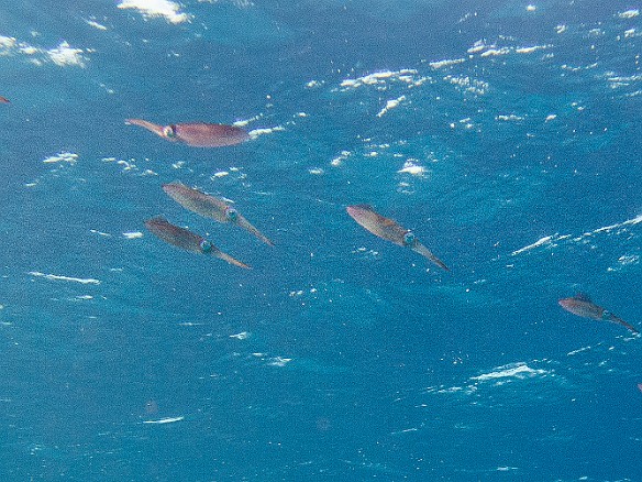 A school of squid flying overhead in formation. One guy seems to be heading the wrong way, there's a rebel in every crowd... Feb 2, 2011 9:29 AM : Diving, Grand Cayman