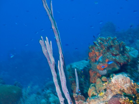 Feb 3, 2011 7:59 AM : Diving, Grand Cayman