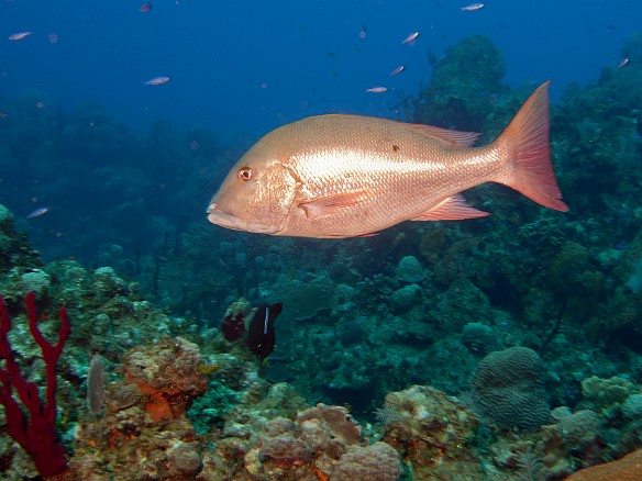Feb 3, 2011 7:59 AM : Diving, Grand Cayman
