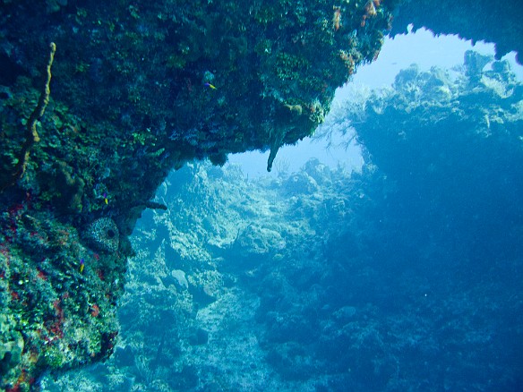 Bonnie's Arch is a natural arch formation in the coral Feb 3, 2011 9:08 AM : Diving, Grand Cayman