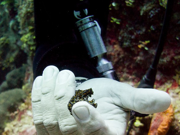 Feb 3, 2011 9:15 AM : Diving, Grand Cayman