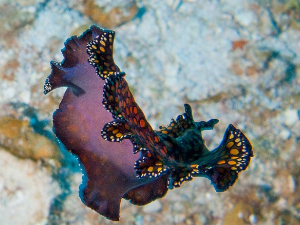 The Leopard Flatworm swims off to find a landing spot Feb 3, 2011 9:16 AM : Diving, Grand Cayman