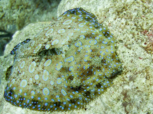 Peacock Flounder Feb 3, 2011 9:24 AM : Diving, Grand Cayman