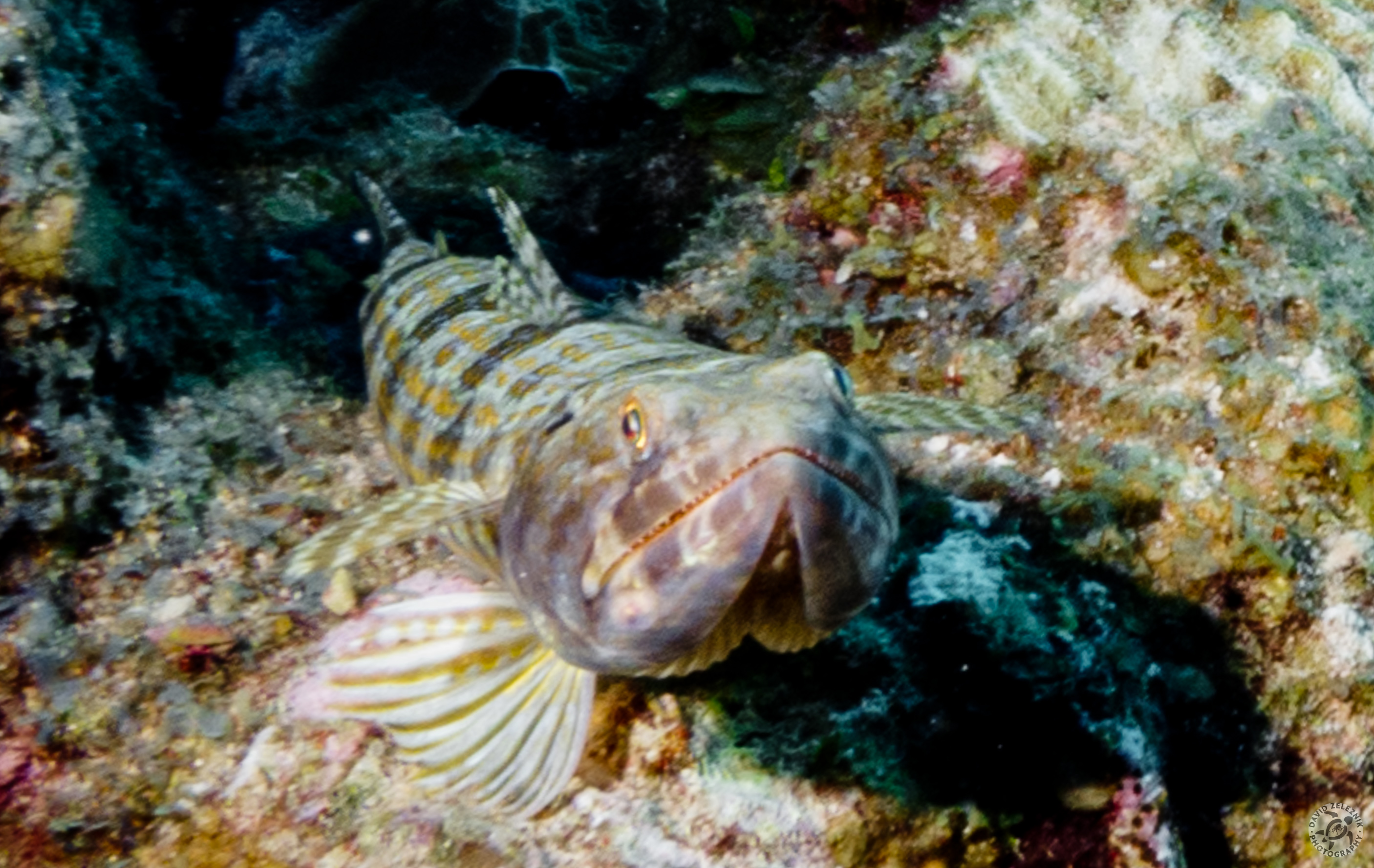 A Sand Diver, member of the Lizardfish family, perched on the reef