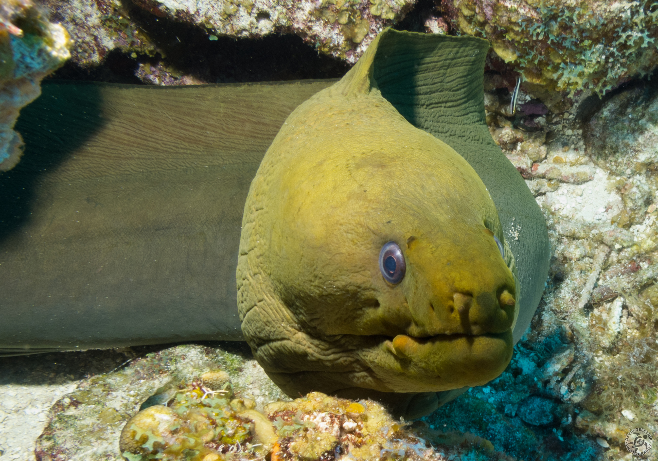 I started photographing this Green Moray when I noticed that he kept getting bigger in my viewfinder