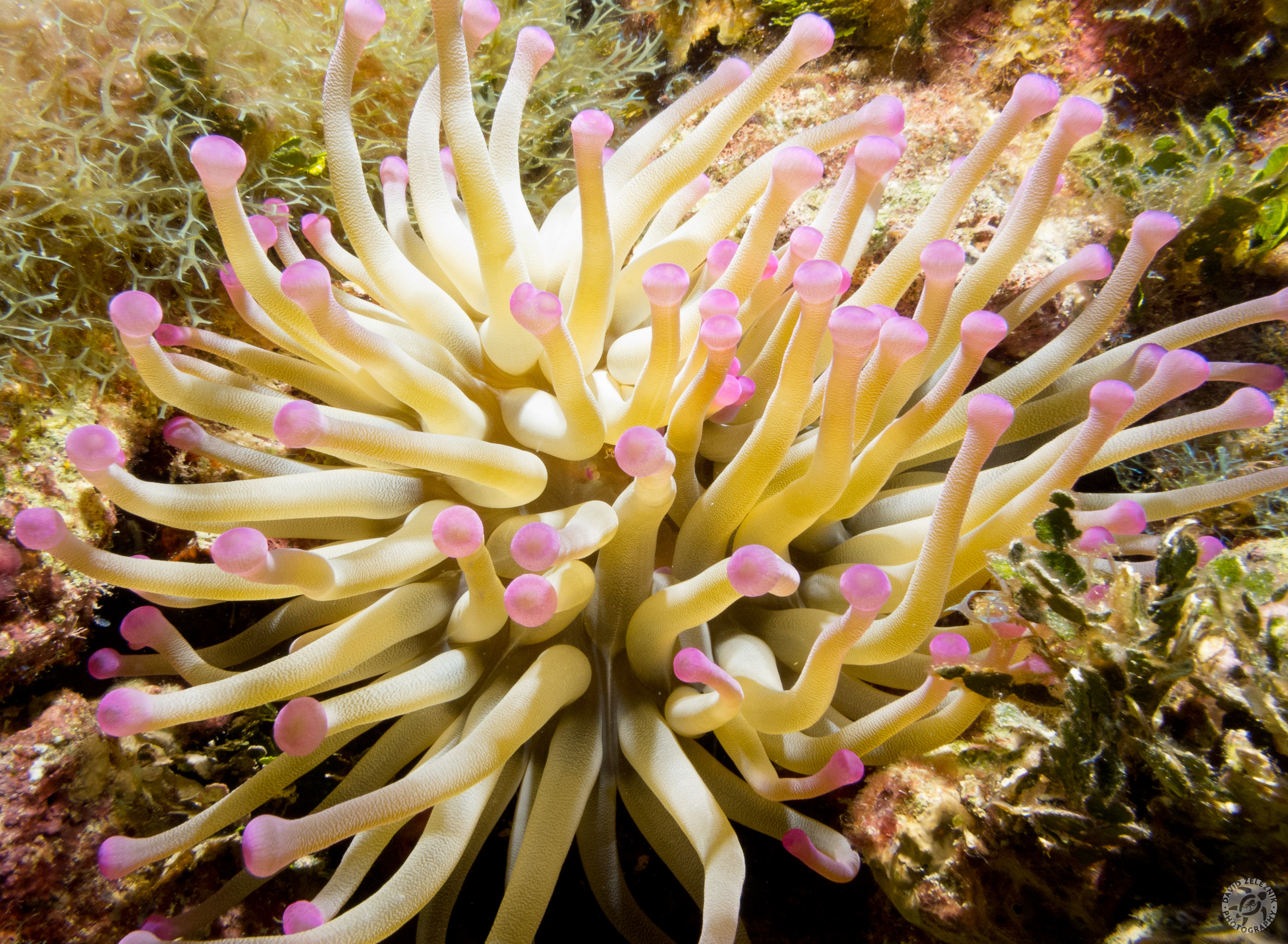 This Giant Anemone was at least a foot across
