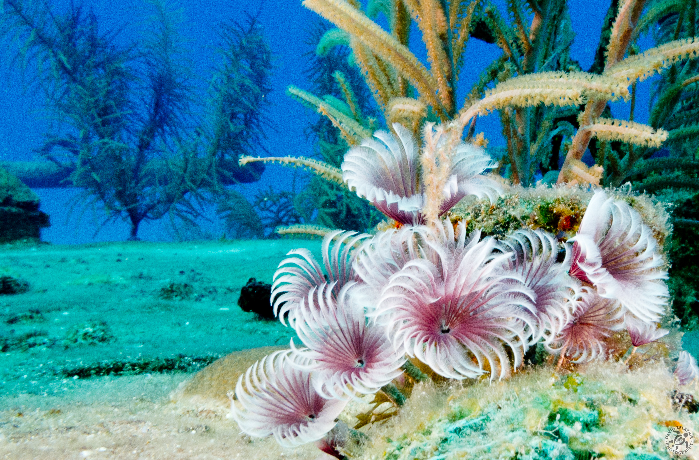Feather Duster Worms on the Wreck of the Doc Poulson