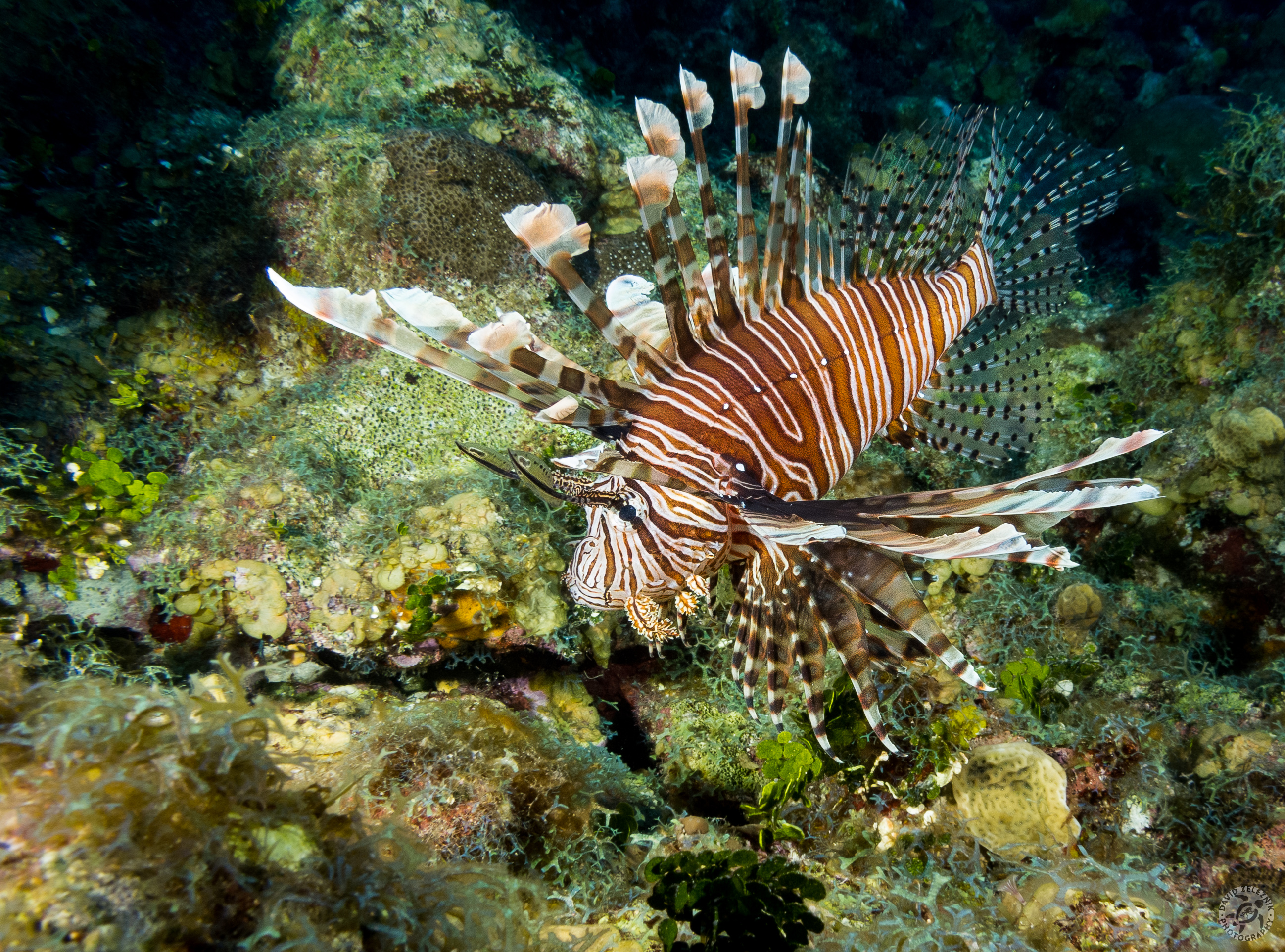 Red Lionfish, although pretty, are an invasive species from the Indo-Pacific that started proliferating in the Caribbean due to the lack of natural predators. They are voracious eaters and are putting the indigenous marine species at risk.