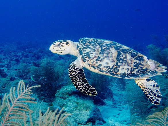 More turtles! Jan 30, 2012 9:30 AM : Diving, Grand Cayman, turtle