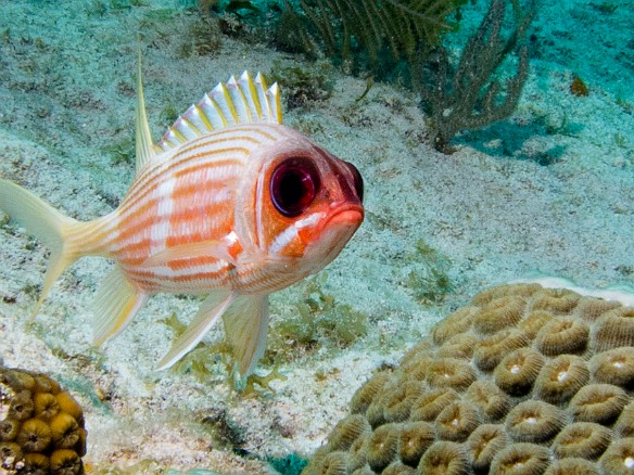 Staring contest with a Squirrelfish Jan 30, 2012 9:57 AM : Diving, Grand Cayman