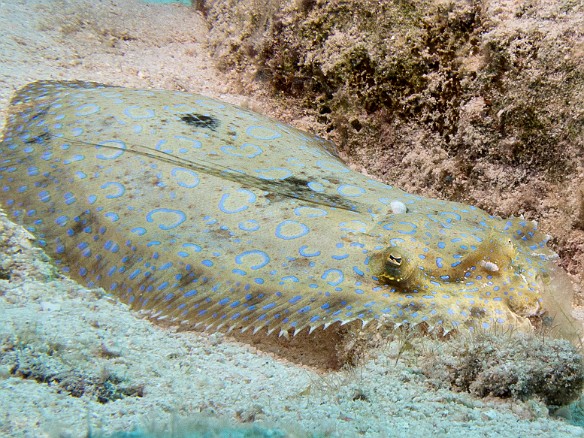 Peacock Flounder resting on the sandy bottom at Peppermint Reef Jan 31, 2012 9:41 AM : Diving, Grand Cayman