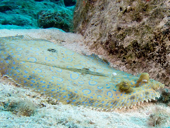 Jan 31, 2012 9:41 AM : Diving, Grand Cayman