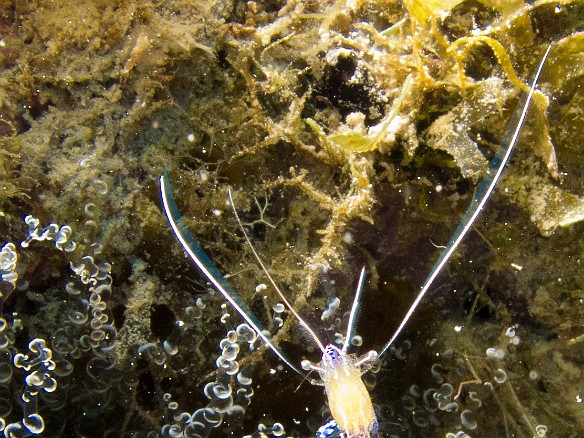 The Pederson Cleaner Shrimp is completely transparent except for its signature purple bands. Here it's crawling across an anemone. Jan 31, 2012 9:54 AM : Diving, Grand Cayman