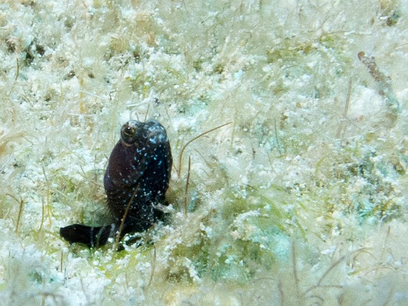 A male Sailfin Blenny peeks out from the rubble Jan 31, 2012 9:56 AM : Diving, Grand Cayman