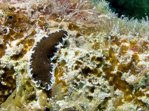 A Bicolored Flatworm at Peppermint Reef Jan 31, 2012 9:58 AM : Diving, Grand Cayman