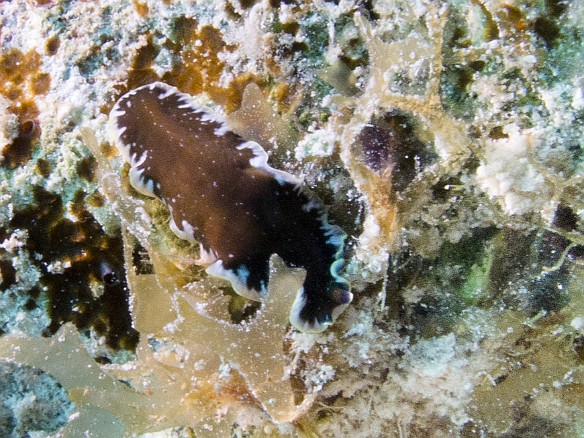 Jan 31, 2012 9:58 AM : Diving, Grand Cayman