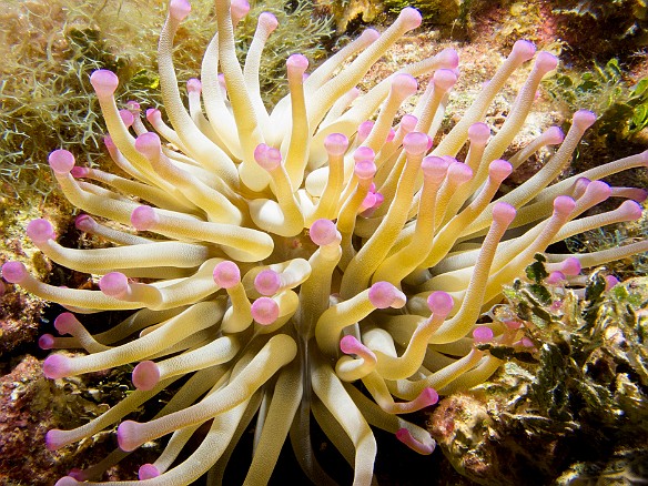 This Giant Anemone was at least a foot across Jan 31, 2012 8:20 AM : Diving, Grand Cayman